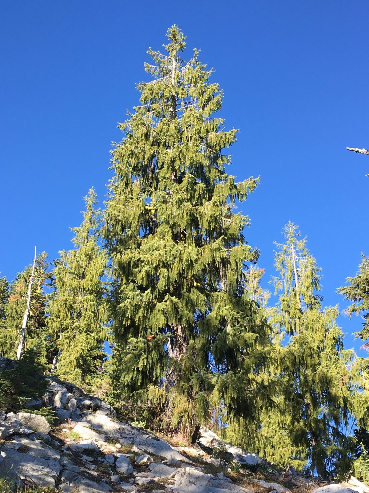 Brewer's Spruce (Picea breweriana) plant