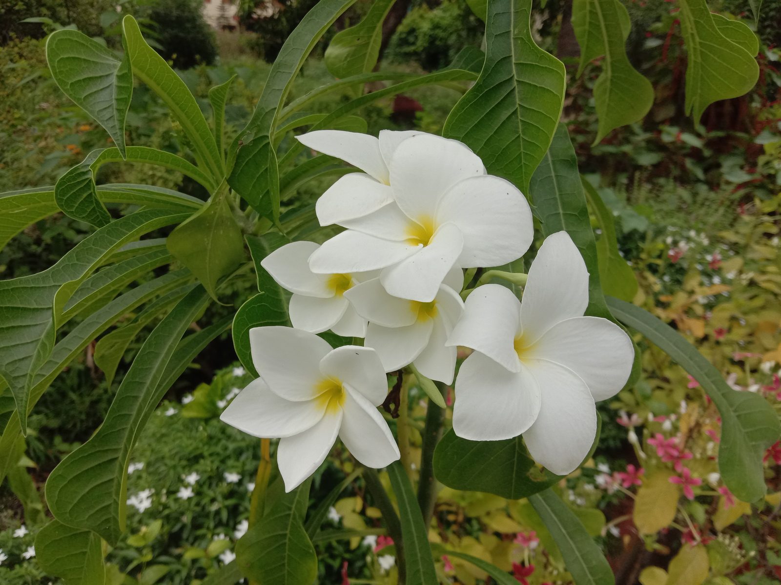 Bridal Bouquet (Plumeria pudica) plant — close-up photo