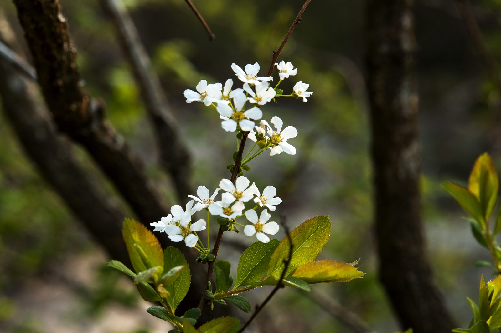 Bridal Wreath Spiraea (Spiraea prunifolia) plant