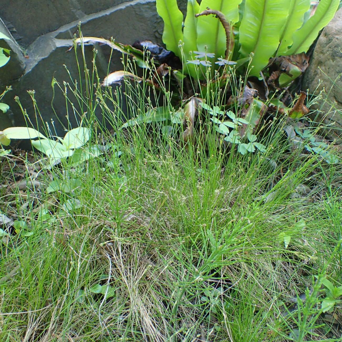 bristle-leaved sedge (Carex eburnea) plant — close-up photo