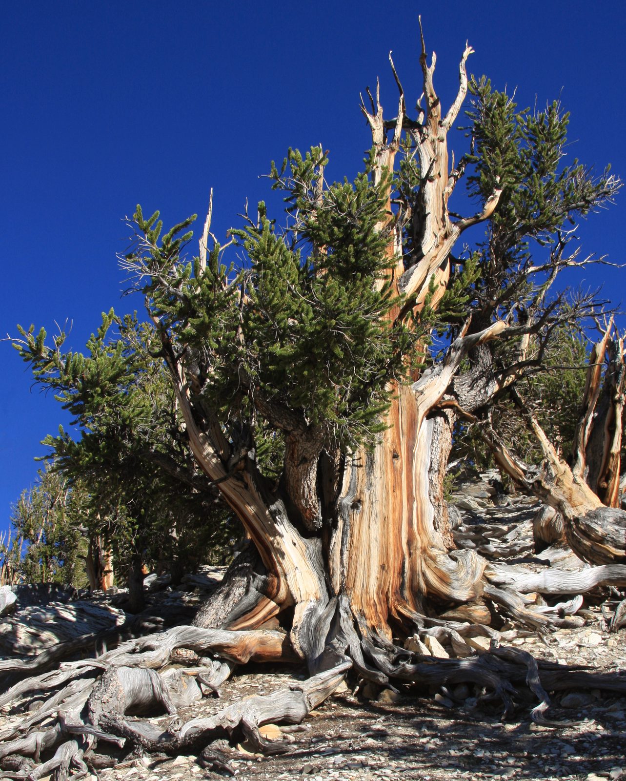 Bristlecone Pine (Pinus longaeva) plant