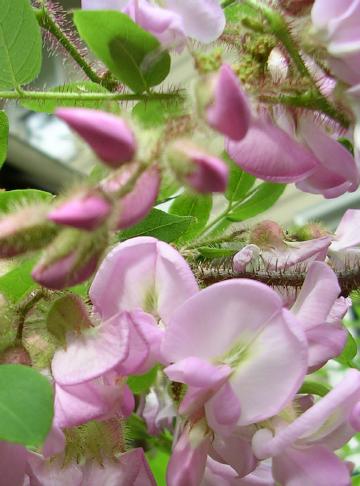 Bristly Locust (Robinia hispida) plant