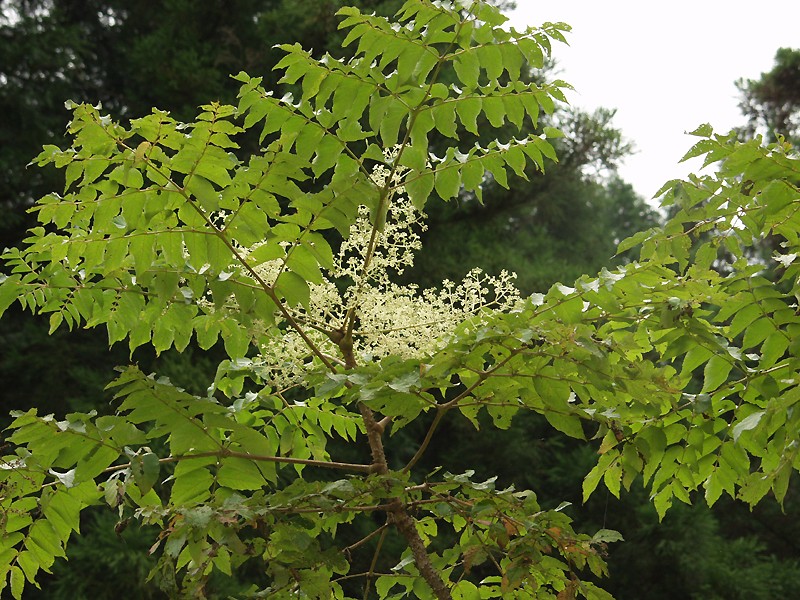 Bristly Sarsaparilla (Aralia hispida) plant — close-up photo
