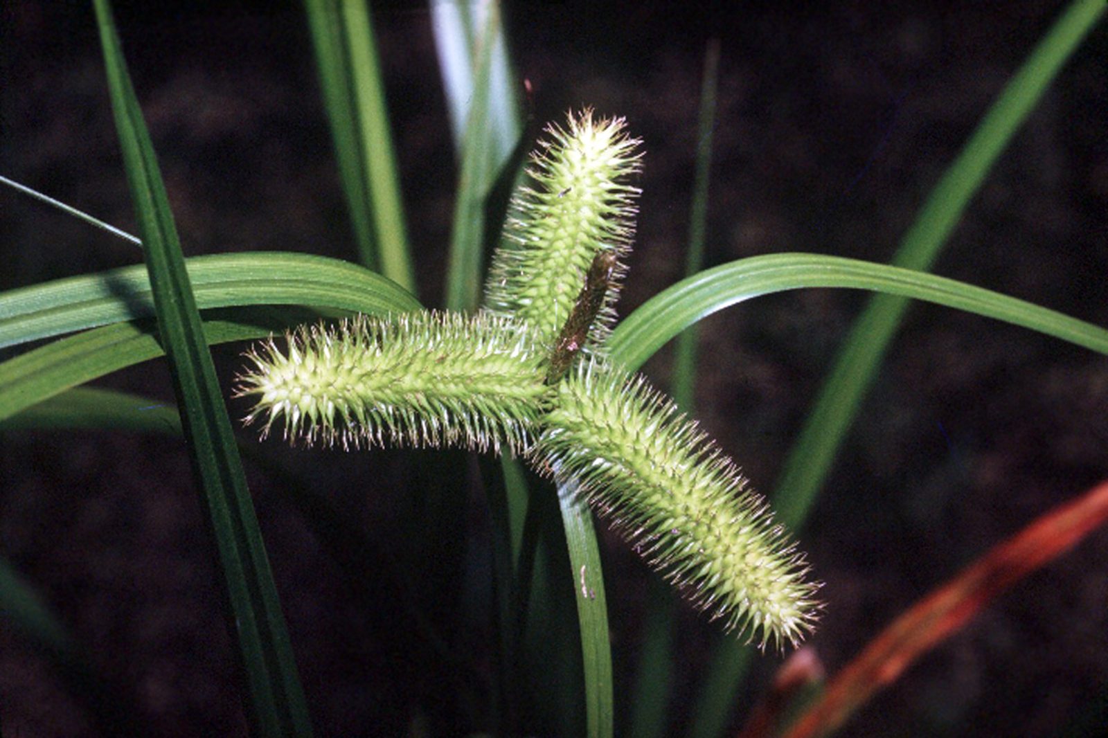 Bristly Sedge (Carex comosa) plant