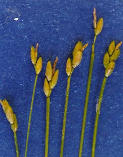 Bristly Stalk Sedge (Carex leptalea) plant