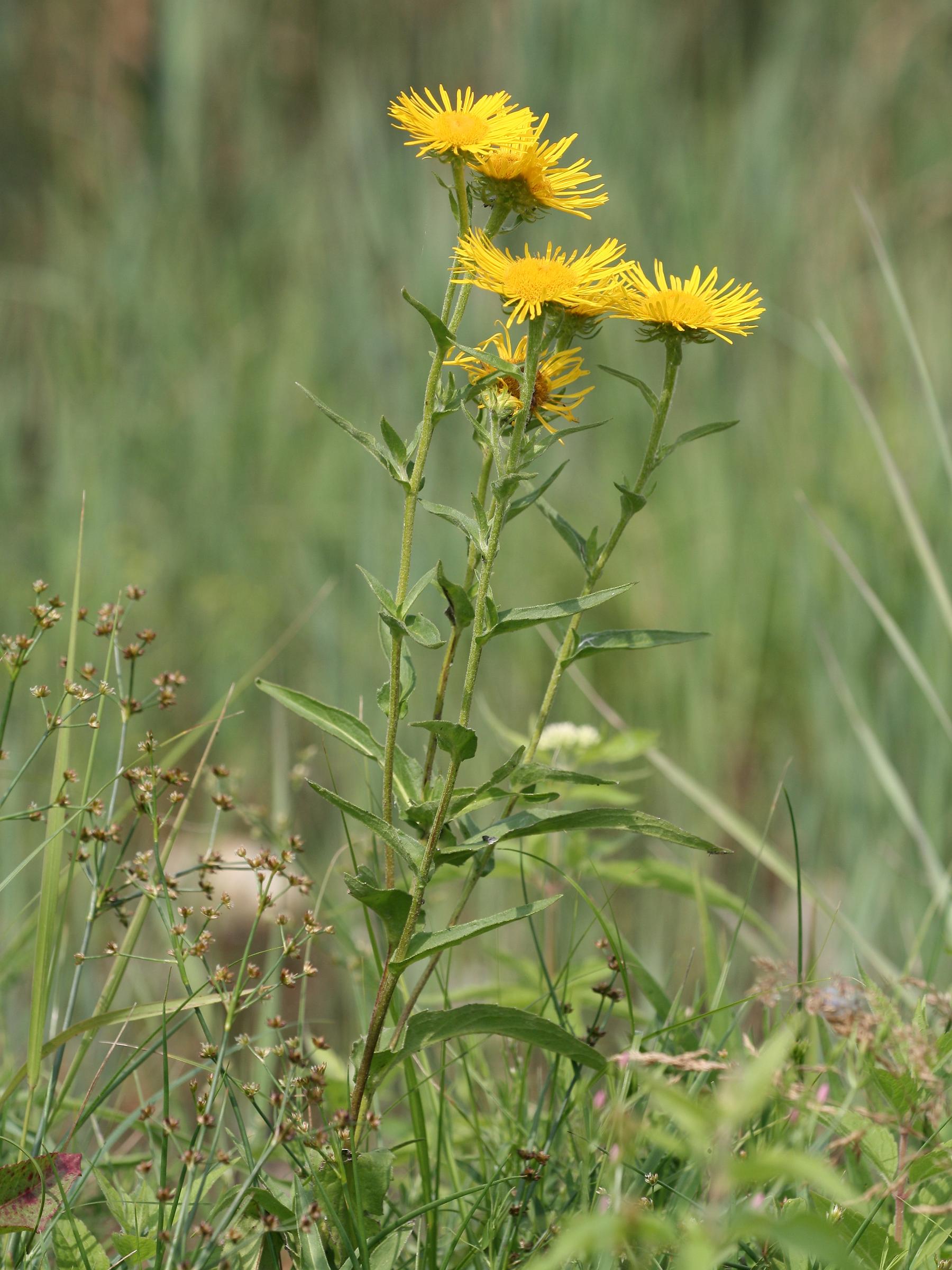 British Yellowhead (Inula britannica) plant