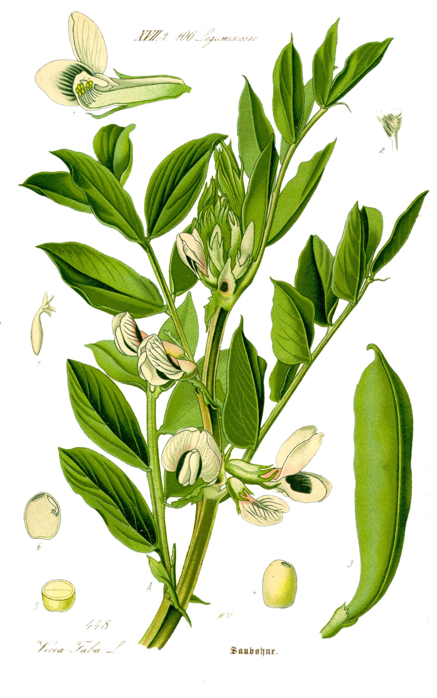Broad Bean (Vicia faba) plant