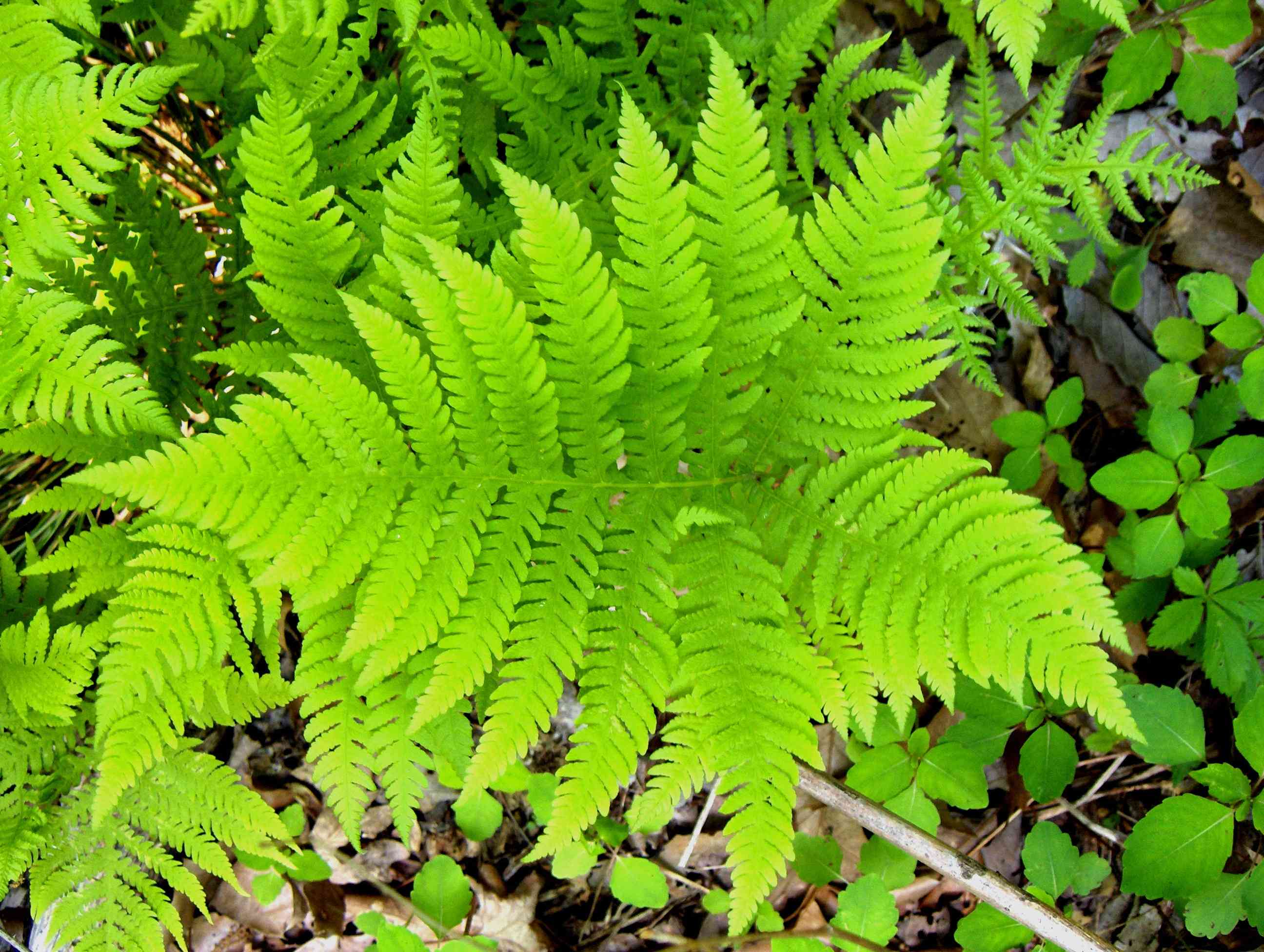 Broad Beech Fern (Phegopteris hexagonoptera) plant