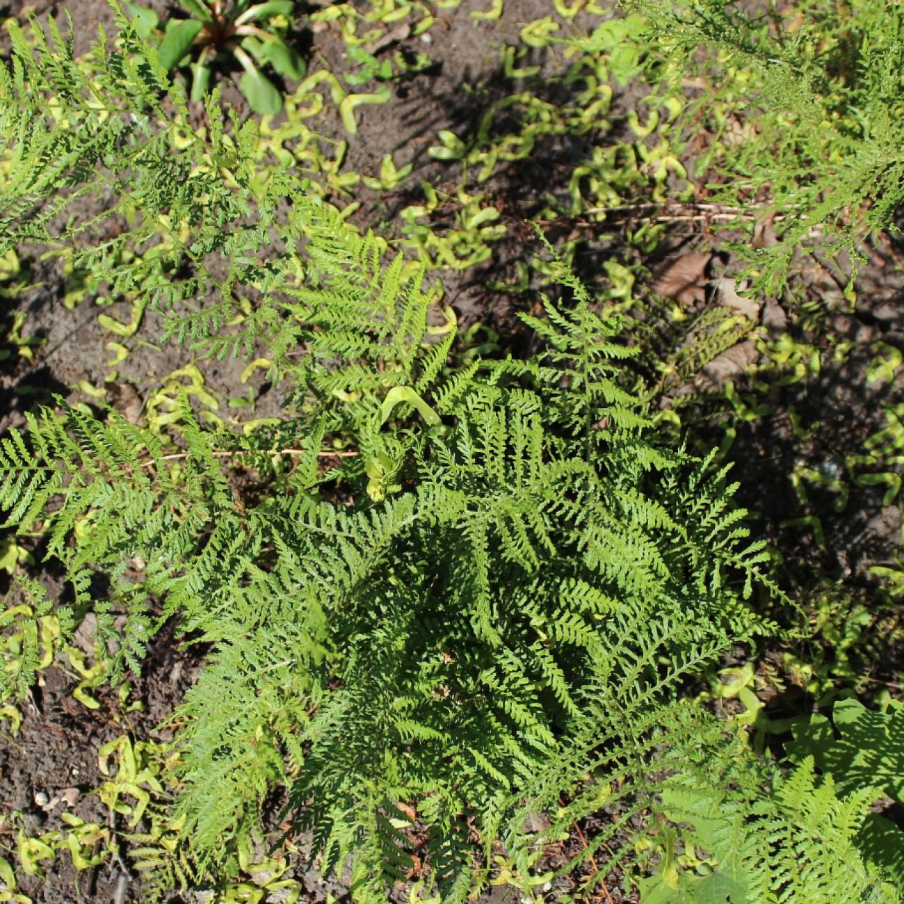 broad buckler fern (Dryopteris dilatata 'Lepidota Cristata') plant — close-up photo