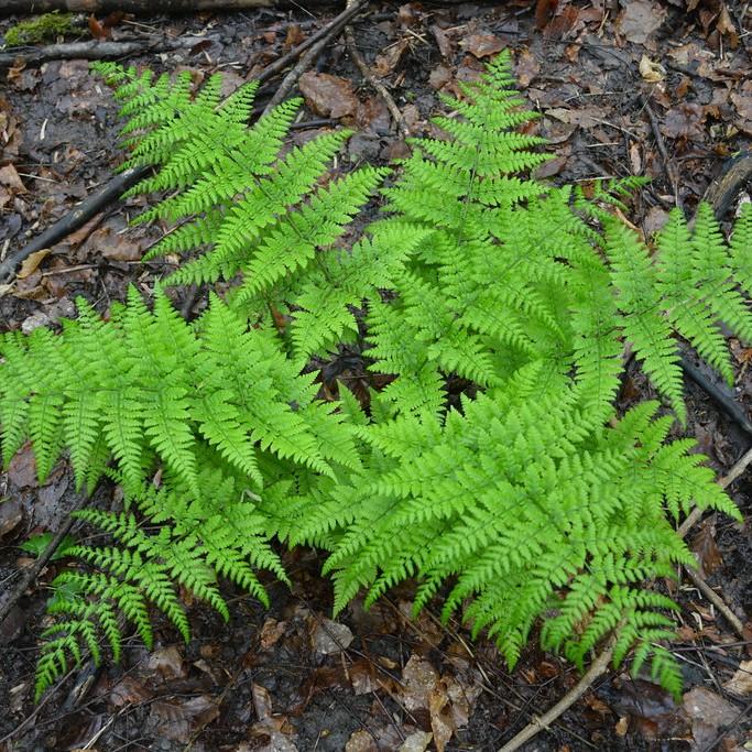 broad buckler fern (Dryopteris dilatata) plant — close-up photo