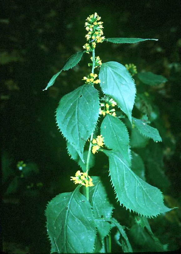 Broad Leaf Goldenrod (Solidago flexicaulis) plant