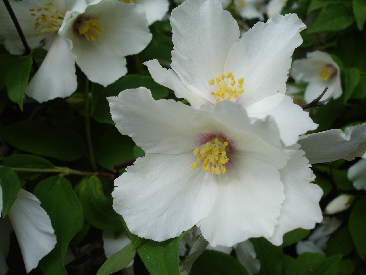 Broad Leaf Mock Orange (Philadelphus latifolius) plant