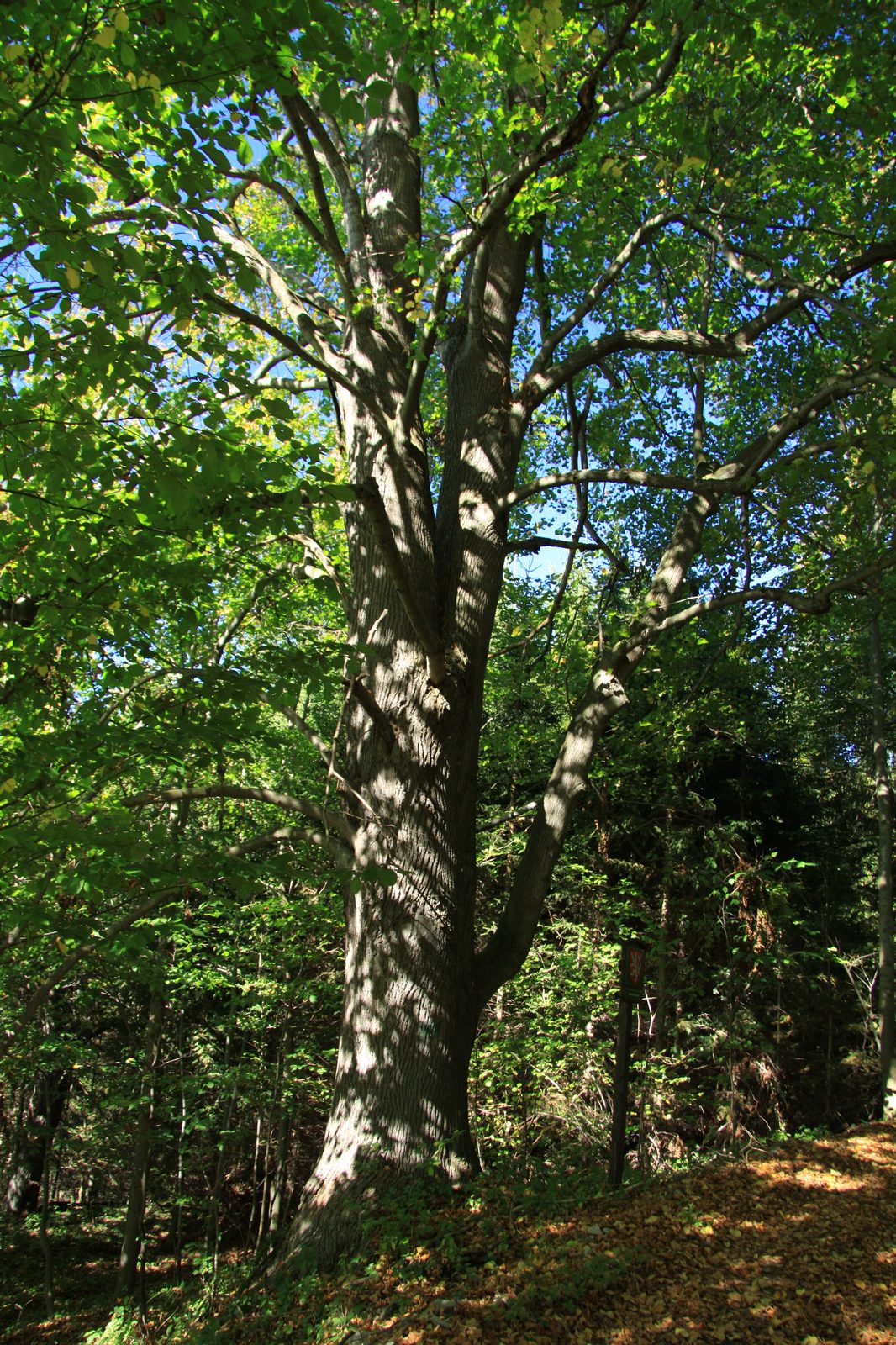 Broad Leaved Linden (Tilia platyphyllos) plant