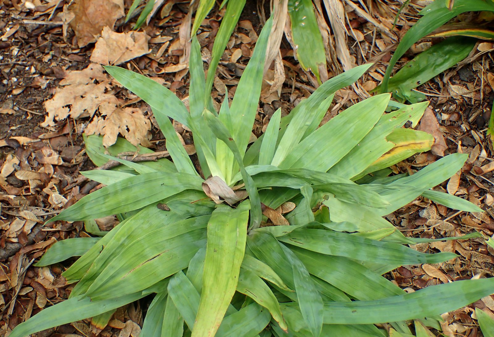 Broad Leaved Sedge (Carex platyphylla) plant