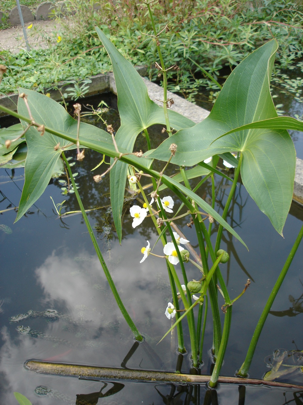 Broadleaf Arrowhead (Sagittaria latifolia) plant