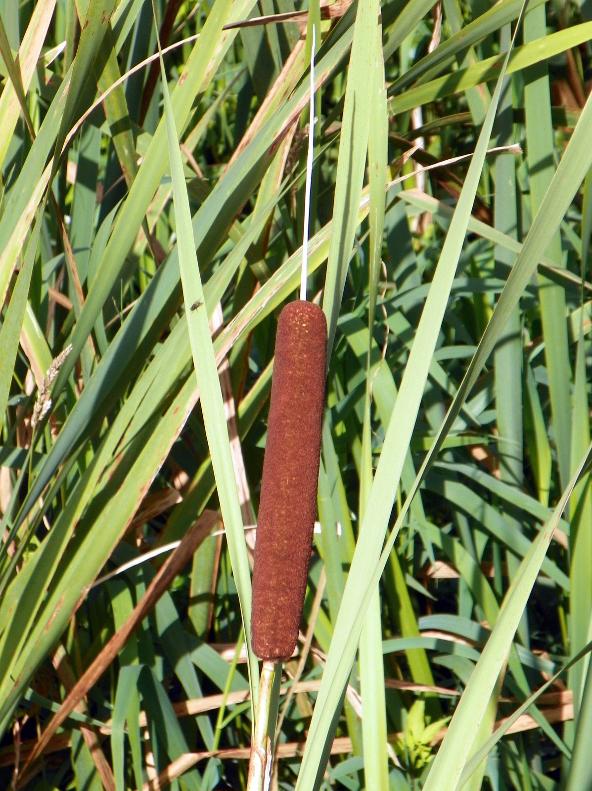 Broadleaf Cattail (Typha latifolia) plant