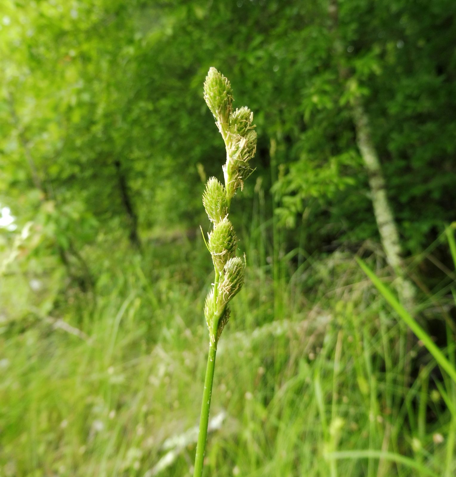 broadwing sedge (Carex alata) plant