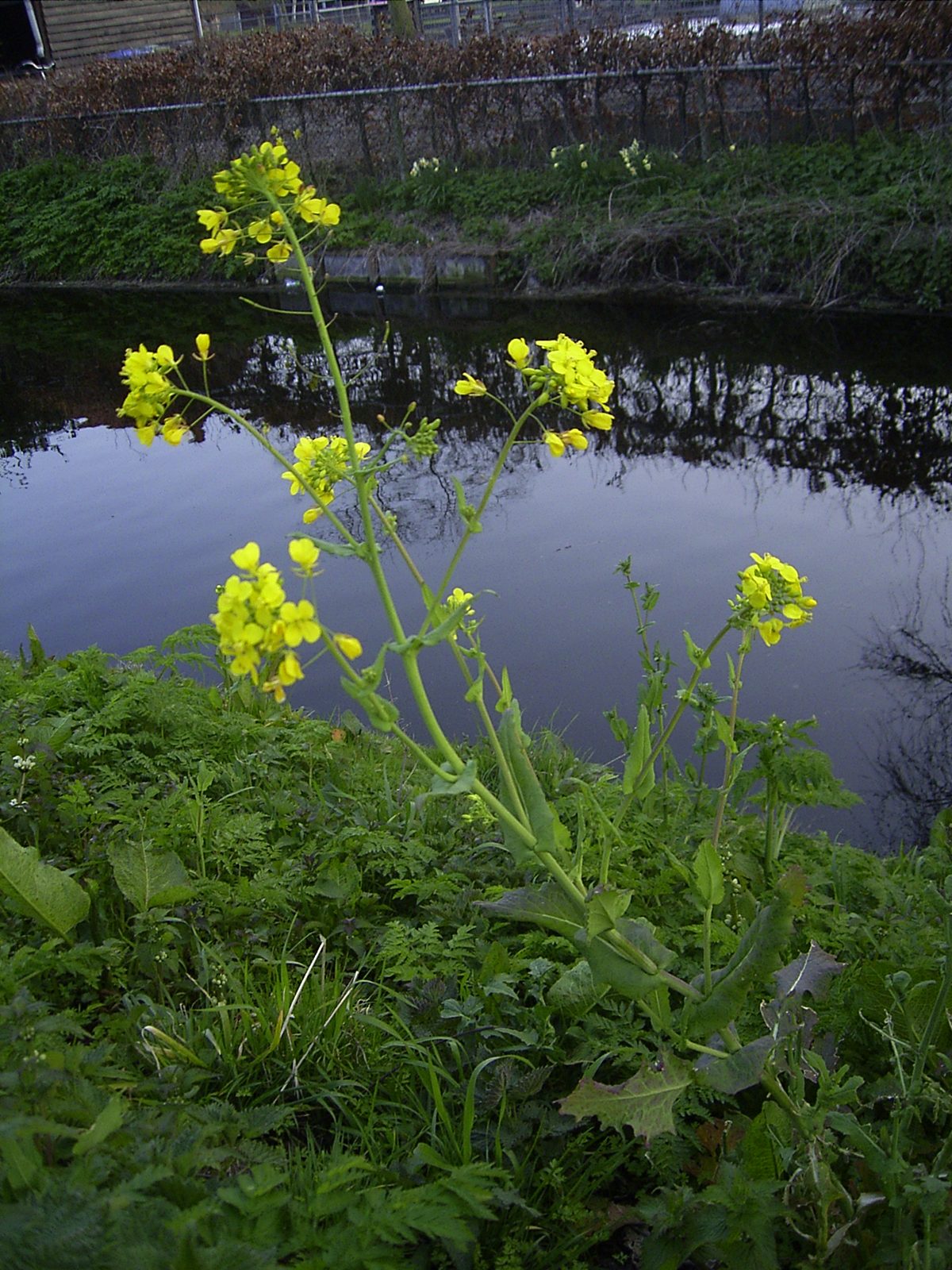 broccoli raab (Brassica rapa (Ruva Group)) plant