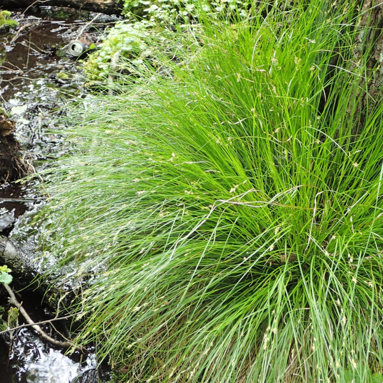 brome-like sedge (Carex bromoides) plant — close-up photo