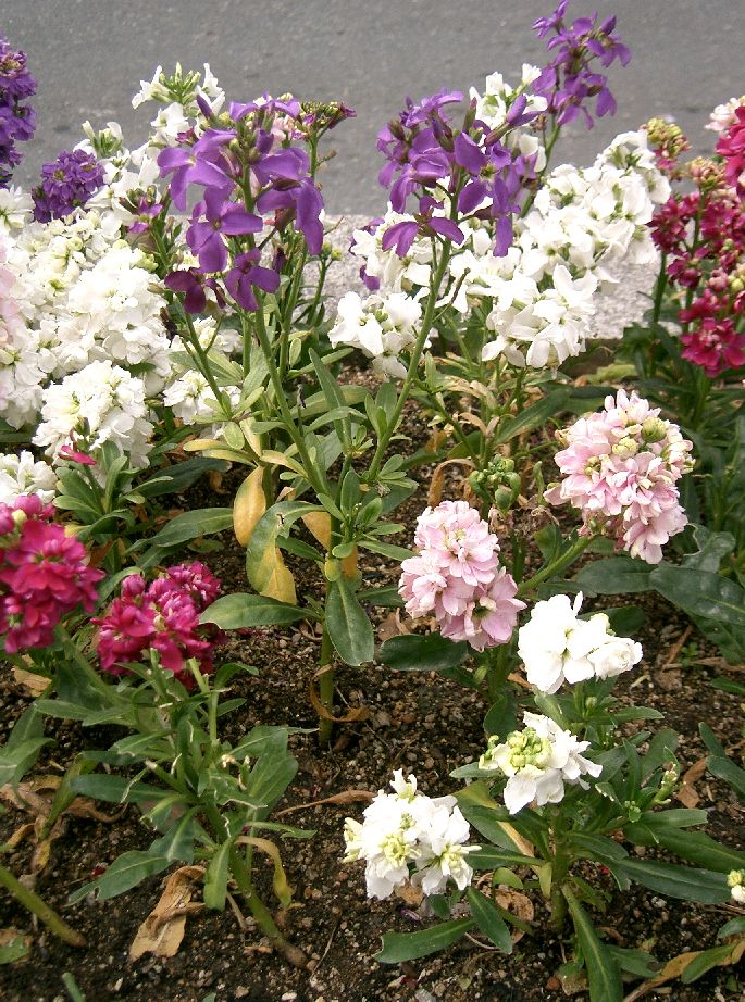 Brompton Stock (Matthiola incana var. annua) plant