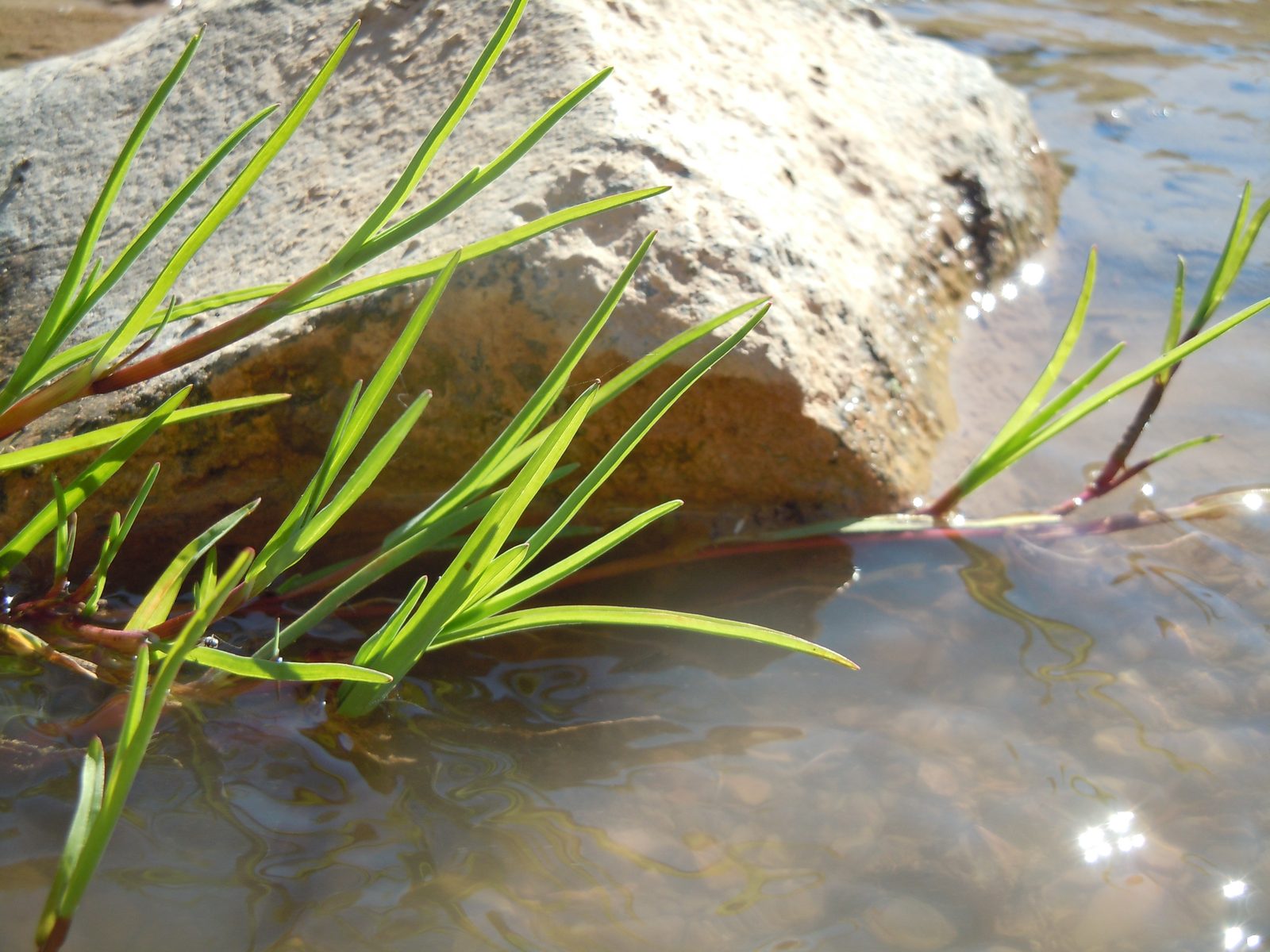 Brook Grass (Catabrosa aquatica) plant