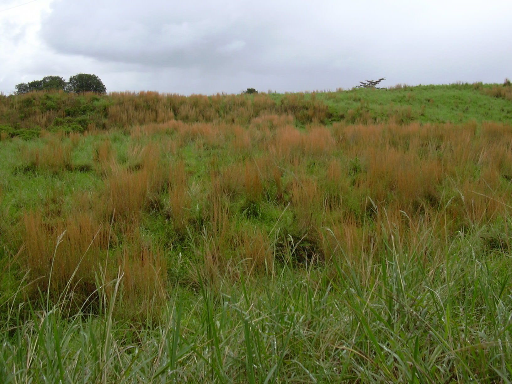Broom Sedge (Andropogon virginicus) plant