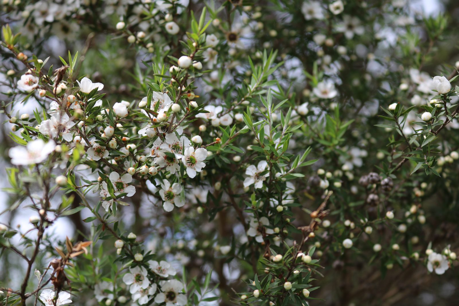 Broom Tea Tree (Leptospermum scoparium) plant