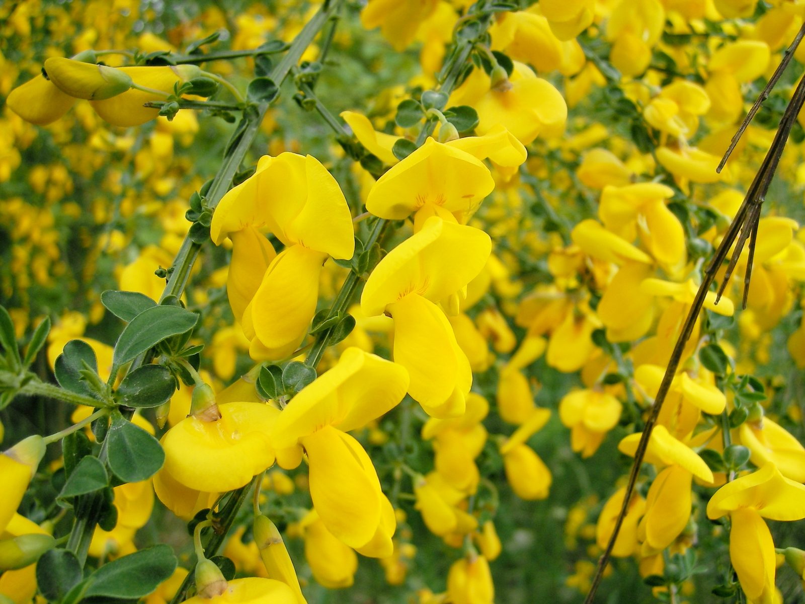 Common Broom (Cytisus scoparius) plant