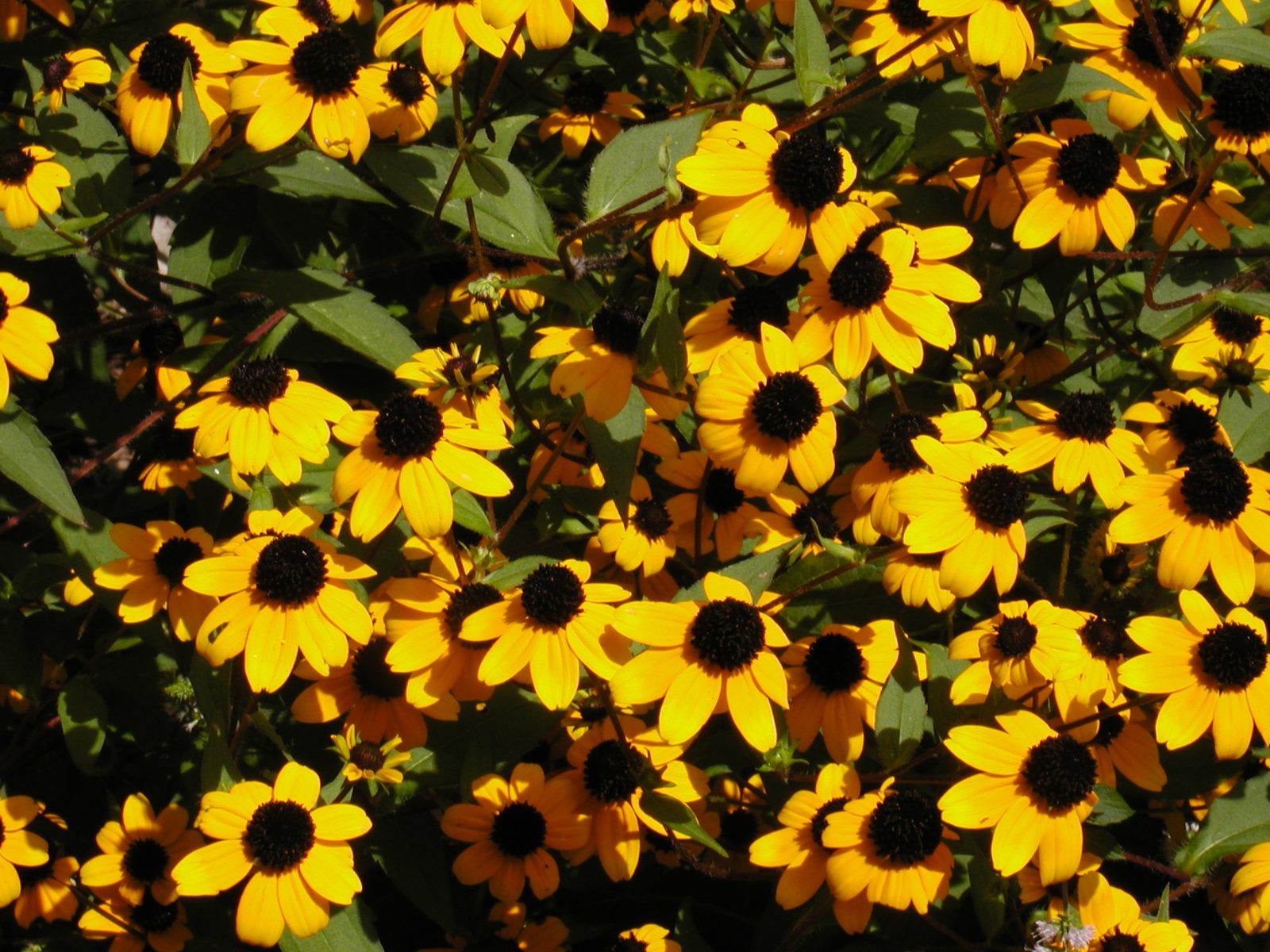 Brown Eyed Susan (Rudbeckia triloba) plant