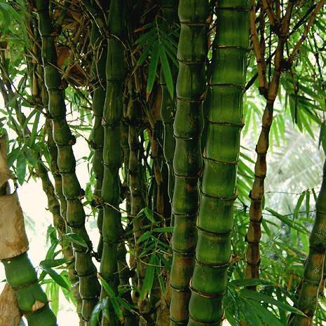 Buddha belly bamboo (Bambusa ventricosa) plant — close-up photo