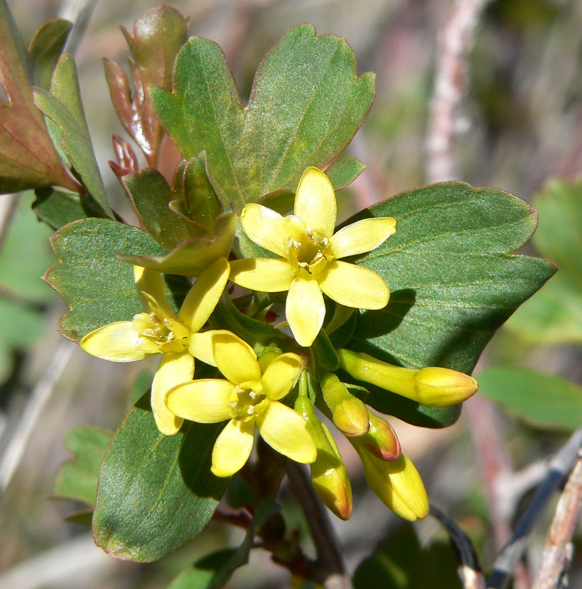 Buffalo Currant (Ribes odoratum) plant