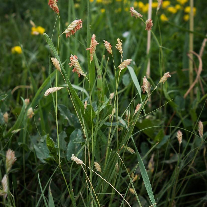 buffalo grass (Buchloe dactyloides 'Sharp's Improved') plant — close-up photo