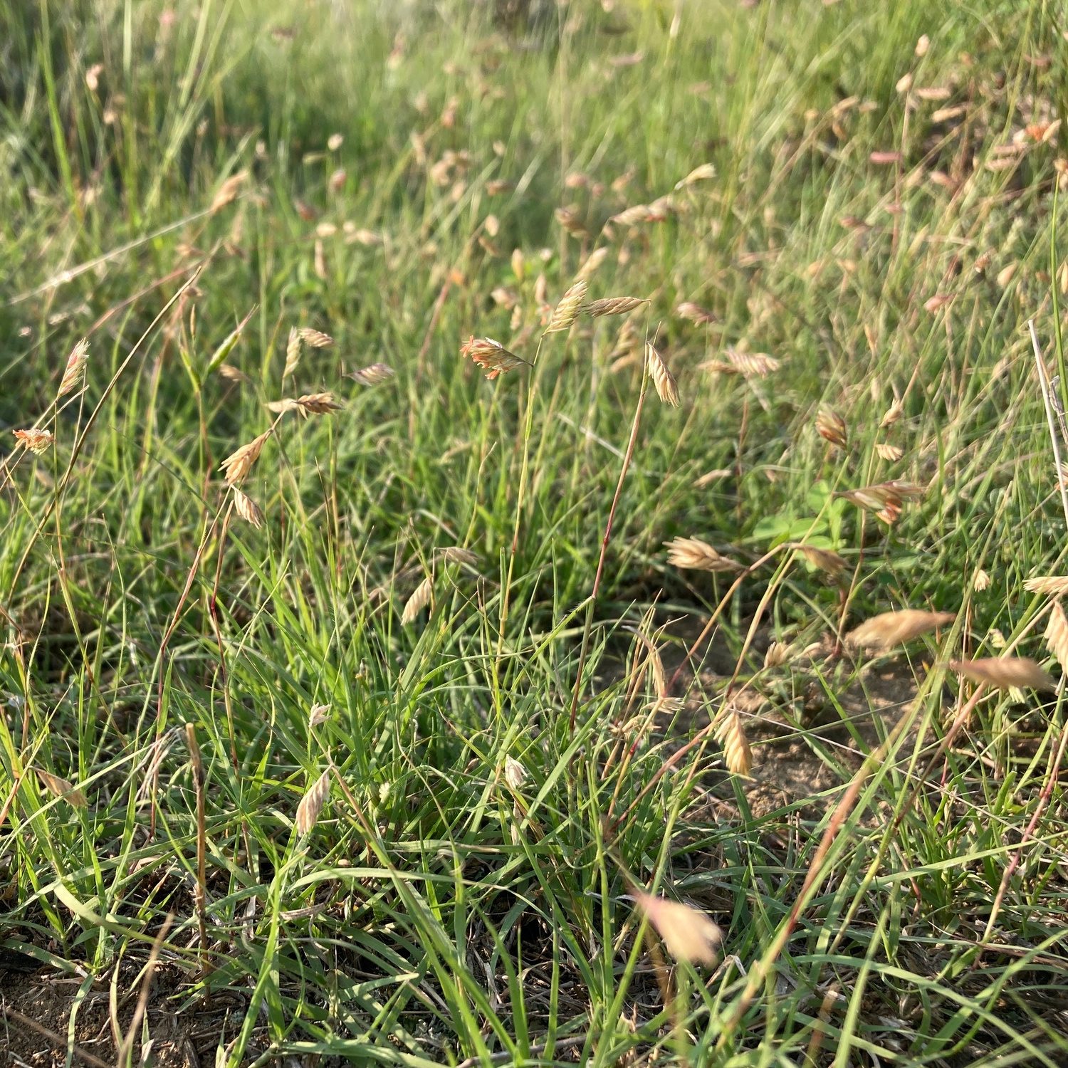 Buffalograss (Bouteloua dactyloides) plant
