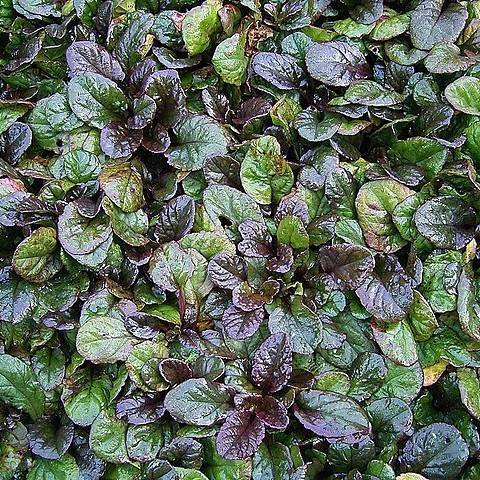 bugleweed (Ajuga reptans 'Atropurpurea') plant — close-up photo