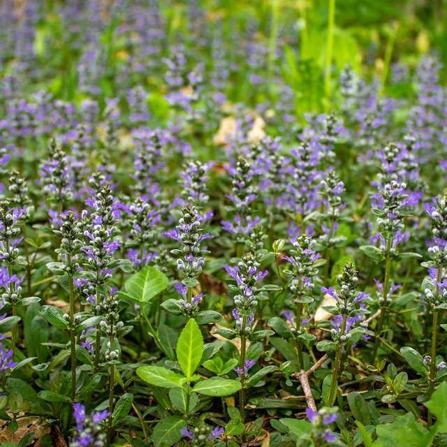 bugleweed (Ajuga reptans 'Binblasca' BLACK SCALLOP) plant — close-up photo