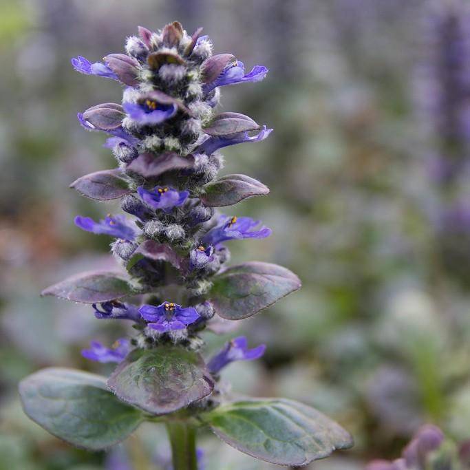 bugleweed (Ajuga reptans 'Catlin's Giant') plant — close-up photo