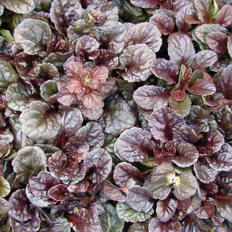 bugleweed (Ajuga reptans 'Mahogany') plant — close-up photo