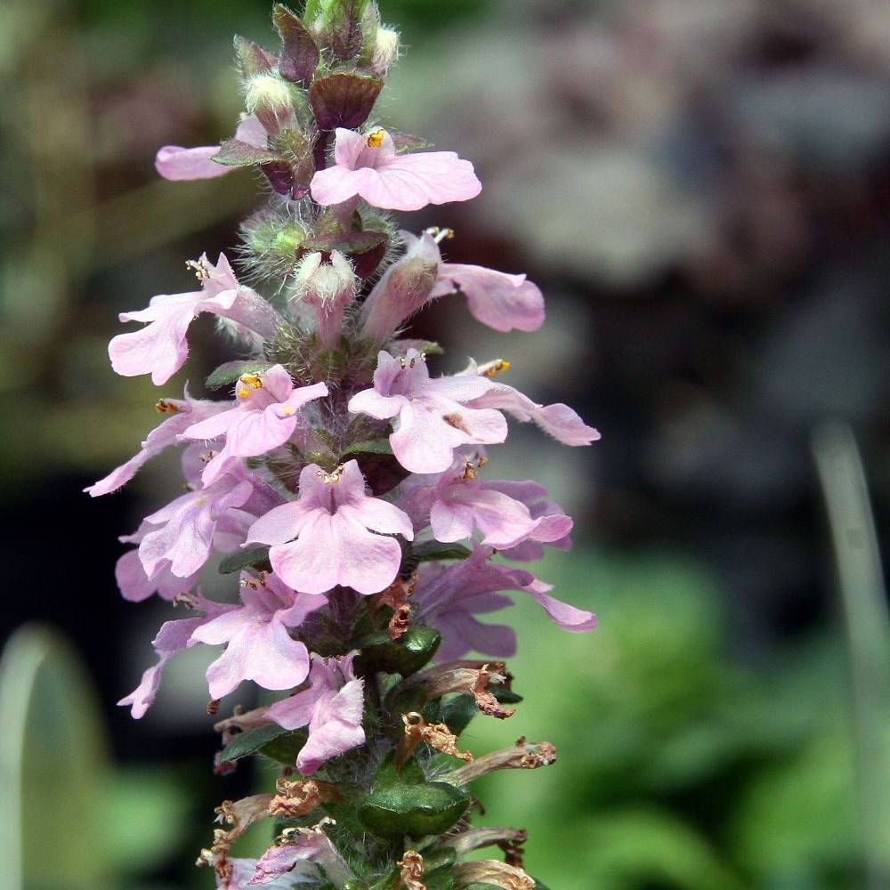 bugleweed (Ajuga reptans 'Purple Torch') plant — close-up photo