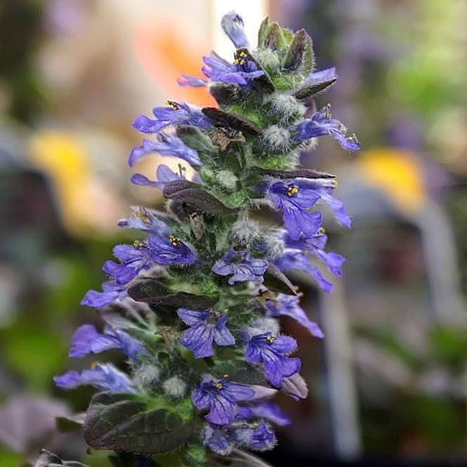 bugleweed (Ajuga reptans 'Silver Beauty') plant — close-up photo
