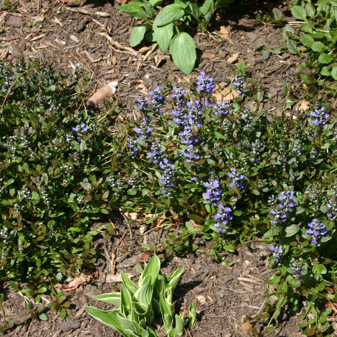 bugleweed (Ajuga reptans 'Valfredda' CHOCOLATE CHIP) plant — close-up photo