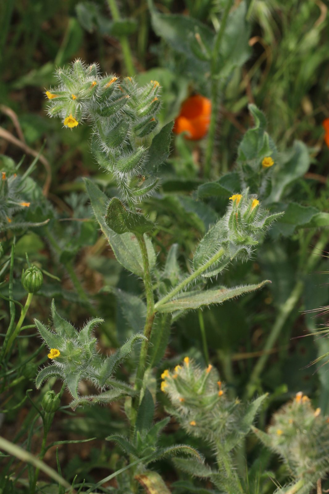 Bugloss Fiddleneck (Amsinckia tessellata) plant