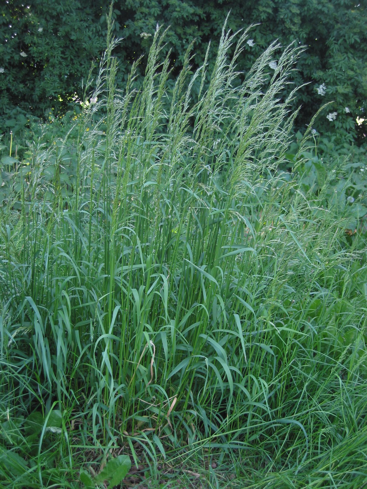 Bulbous Oatgrass (Arrhenatherum elatius var. bulbosum) plant