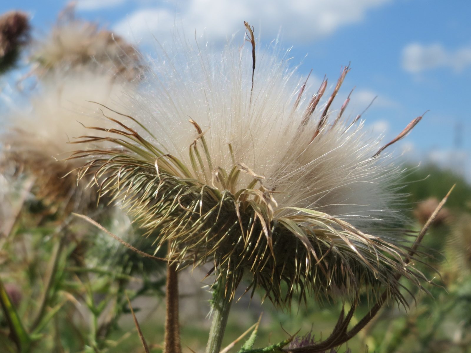 Bull Thistle (Cirsium vulgare) plant