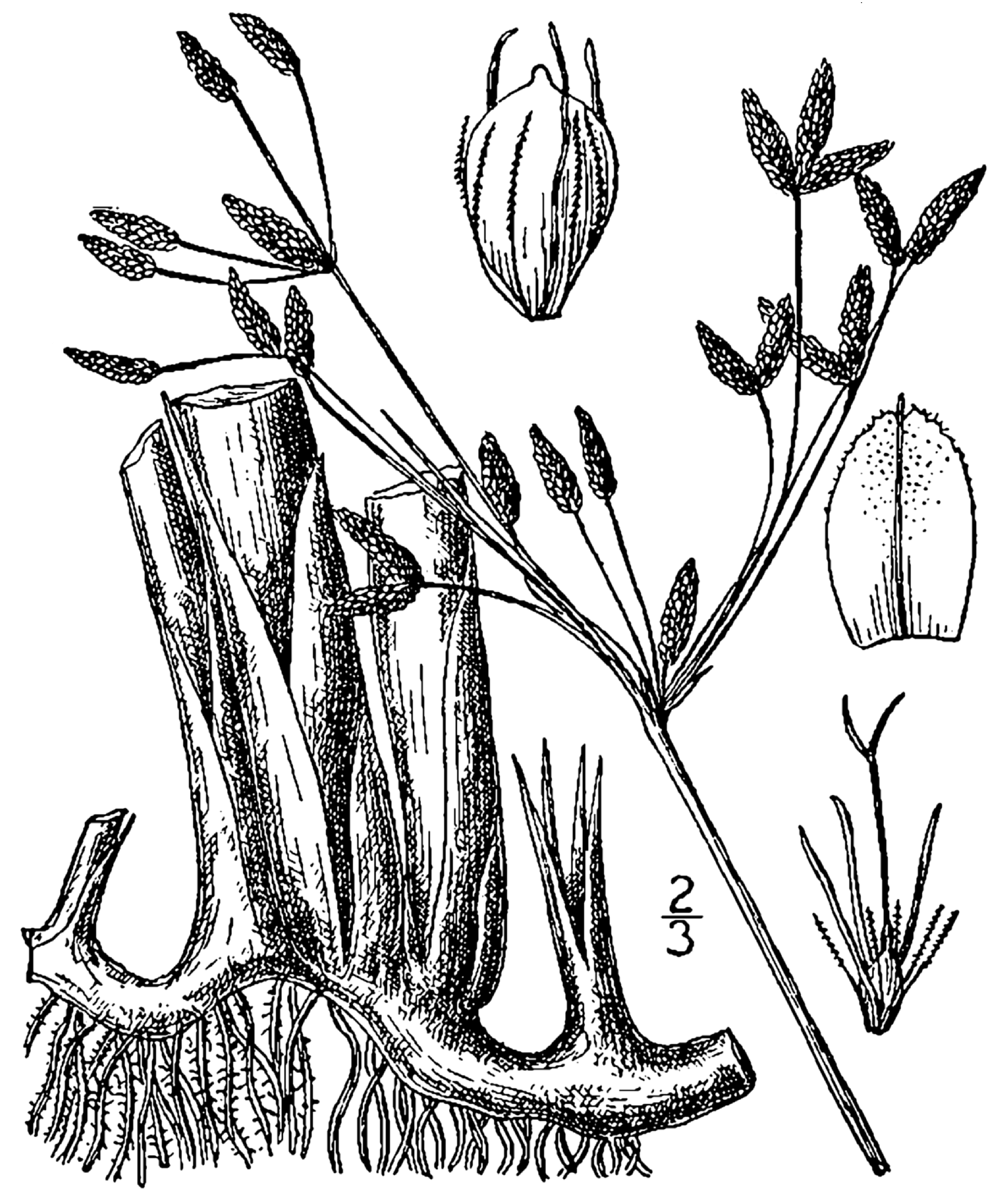 Bullrush (Schoenoplectus acutus) plant