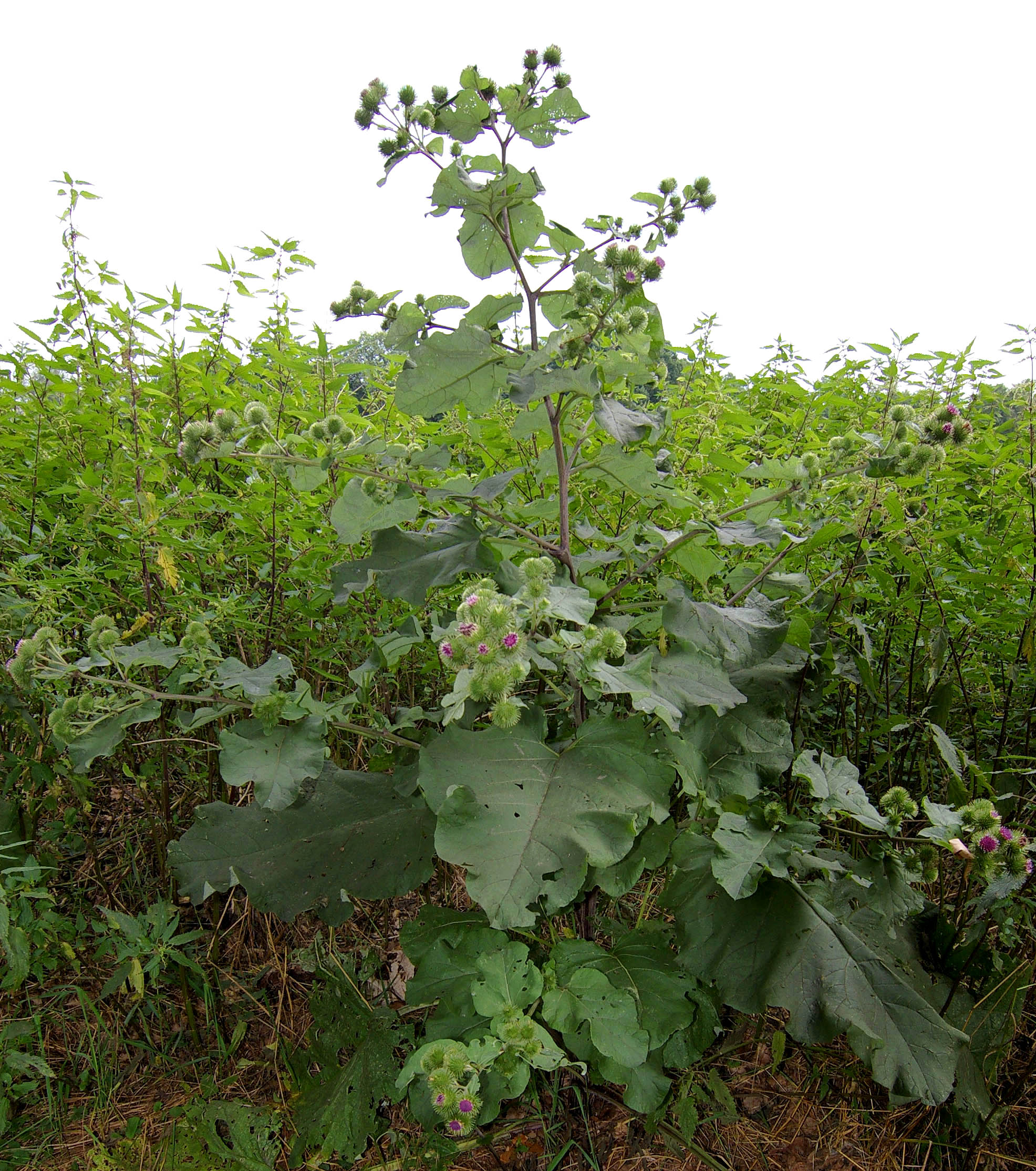 Burdock (Arctium lappa) plant