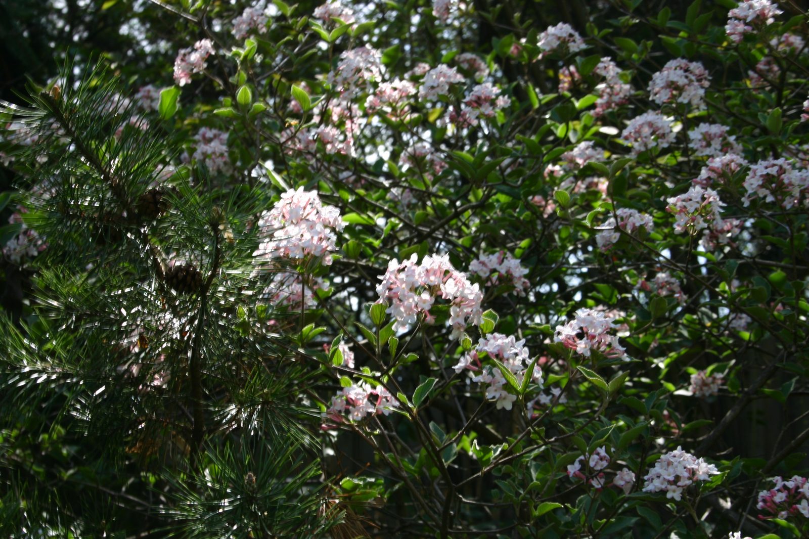 Burkwood Viburnum (Viburnum × burkwoodii) plant