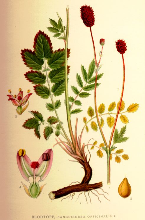 Burnet (Sanguisorba officinalis) plant