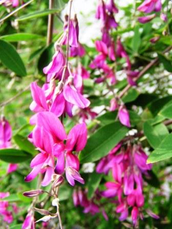 Bush Clover (Lespedeza thunbergii) plant