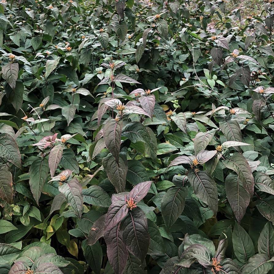 bush honeysuckle (Diervilla splendens 'El Madrigal' NIGHTGLOW) plant — close-up photo