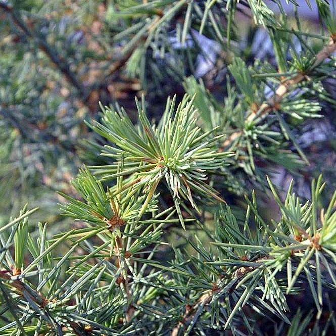 Bush's Electra Deodar Cedar (Cedrus deodara 'Bush's Electra') plant — close-up photo